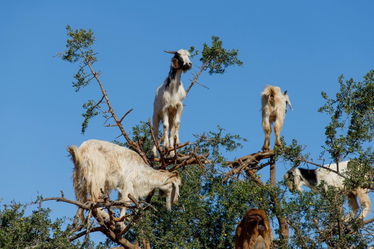 Chèvres sur un arganier dans la région d'Essaouira