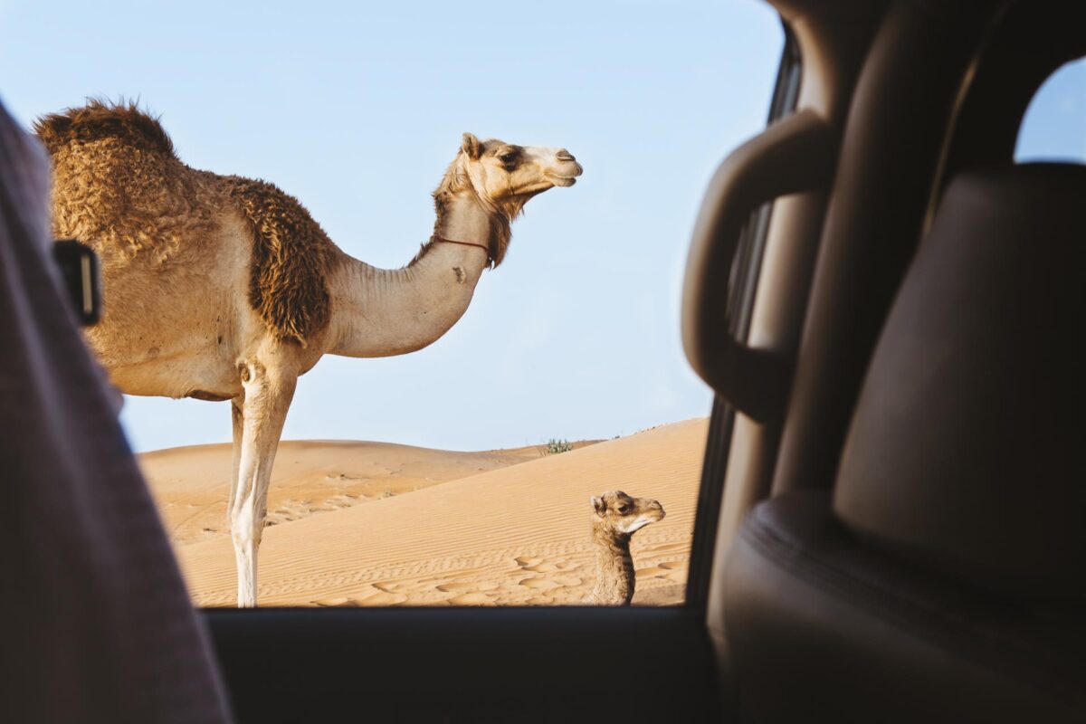 Dromadaires par la fenêtre d'un 4x4 - Oskars Sylwan - Unsplash